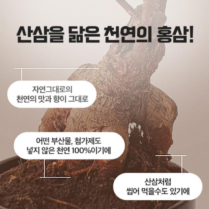 진세노 홍삼 :; 산삼닮은 천연 100% 홍삼, 이제 캡슐로 하세요